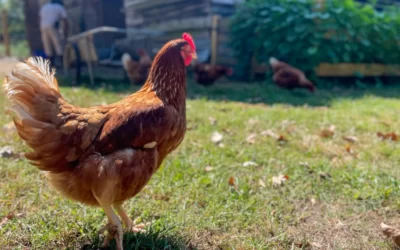 Loream ipsum sit amet